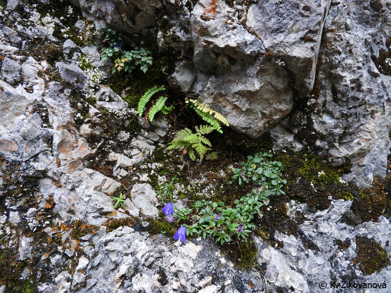 Detail obrázku